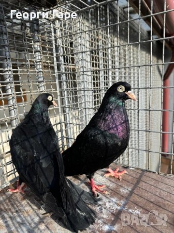 Софийски донеци, снимка 2 - Гълъби - 53582453