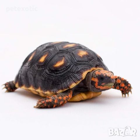 Червенокрака Костенурка Карбонария Голяма - Red-footed tortoise, Chelonoidis carbonarius, снимка 7 - Костенурки - 46455386