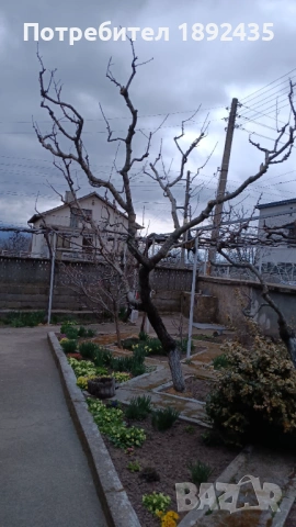 Дръвчета и Хъсми.