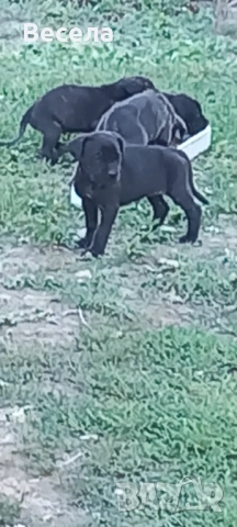 Продавам Кане корсо , снимка 1