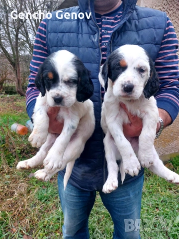 Английски Сетер 