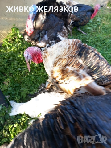 Продавам , домашно-отгледани пуйки,пуяци,петли и кокошки,  за разплод  , снимка 9 - Кокошки и пуйки - 53639962