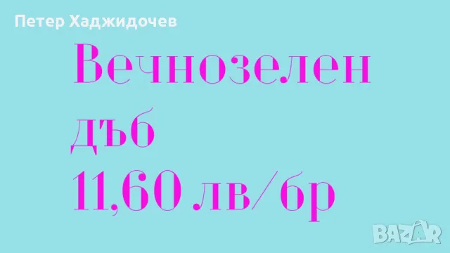 Разсад от вечнозелен дъб и явор, снимка 12 - Разсади - 47173568