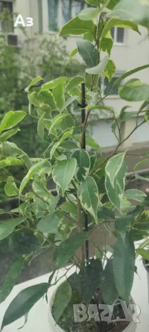 Продавам Бенджамини - различни видове, снимка 17 - Стайни растения - 46552586