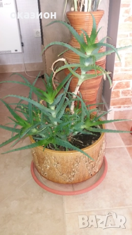 Голяма керамична саксия с алое вера