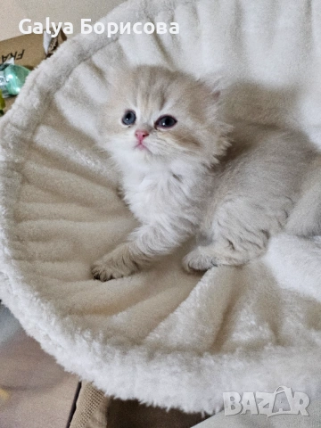 Родословни Британски котета  промоционолна цена за 8 март, деня на жената!, снимка 8 - Британска късокосместа - 53502654