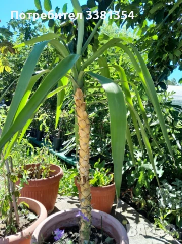 Палма юка и албиция, снимка 1