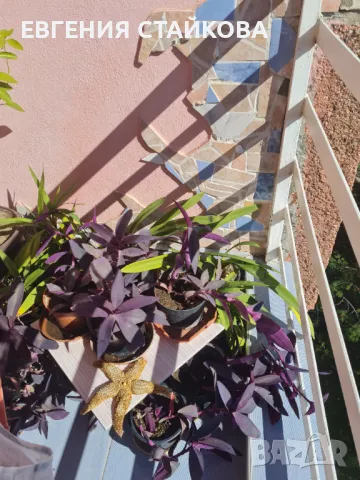 Традeсканция "Лилаво сърце" или "Лилава кралица" - всички по 12 лв., снимка 2 - Стайни растения - 49635002