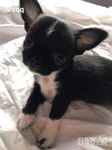 Чихуахуа Възможност за доставка , снимка 3 - Чихуахуа - 52398735