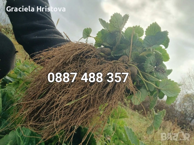 Продавам разсад ягоди , снимка 10 - Градински цветя и растения - 53619864
