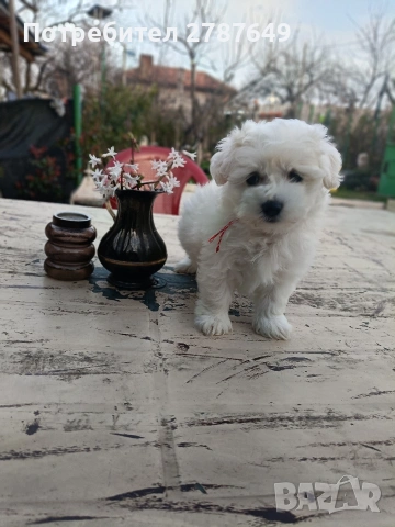 Малтипу , снимка 6 - Пудели - 53770172