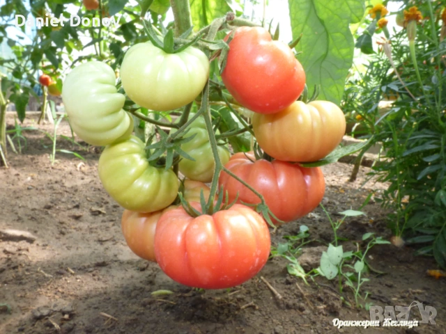 МАЛИНОВ ГИГАНТ + още над 150 сорта домати, снимка 14 - Разсади - 53760174