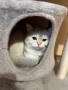 	🐱 Британска сребърна чинчила – на 1 г., с родословие, снимка 4