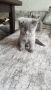 Британски късокосмести котенца , снимка 1 - Британска късокосместа - 44847532