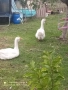 Чифт холмогорски гъсок , снимка 7