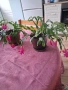  Коледниче - три саксии, снимка 11