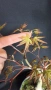 бонсай японски клен bonsai Acer palmatum , снимка 4