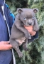Американско Були Покет/American Bully Pocket , снимка 6