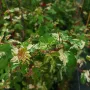 Ампелопсис Елеганс, Ampelopsis Elegans, студоустойчива Китайска лоза!!, снимка 8