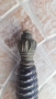 Нож, кама, кинжал, кортик, сръбски царски кортик, снимка 3