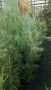 Аризонски Кипарис височина около 170-180 см, снимка 6