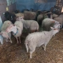Чистокръвни овце Мутон шароле, снимка 2