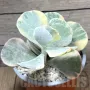 Cotyledon orbiculata f. variegata, снимка 1