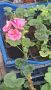 Мушкато, снимка 1 - Градински цветя и растения - 45236890