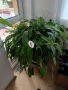 Спатифилиум , снимка 1