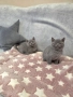Продавам британски късокосмести котета, снимка 18