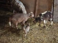 Овце с агнета, снимка 2