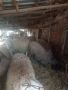 продавам редовни млечни овци, снимка 1 - Овце - 45338653