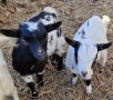 Продавам Декоративни Кози, снимка 3