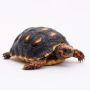 Червенокрака Костенурка Карбонария Голяма - Red-footed tortoise, Chelonoidis carbonarius, снимка 7