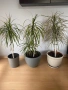 Драцени с включени в цената саксии, снимка 1