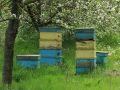 Продавам пчелни семейства , снимка 1 - Други - 45305802