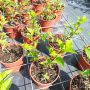 Хортензия Мега Минди, Hydrangea paniculata 'Mega Mindy', за супер слънце, снимка 10