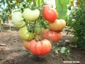 МАЛИНОВ ГИГАНТ + още над 150 сорта домати, снимка 14