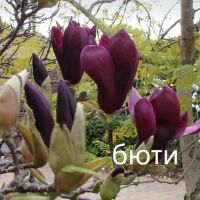 Магнолия - Magnolia НАЛИЧНИ 14 ВИДА Студоустoйчиви, снимка 18 - Градински цветя и растения - 33512293