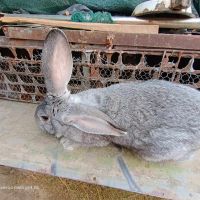 продавам зайци чинчила , снимка 2 - Други - 45514358