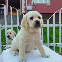 Labrador retriever puppies - Astorela kennel, снимка 1 - Лабрадор ретривър - 45256494