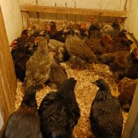 Продавам пилета , снимка 4 - Кокошки и пуйки - 45354796