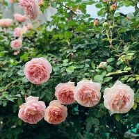 Роза 112, снимка 3 - Градински цветя и растения - 45603789