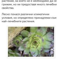 Хлорофитум, Скална роза или дебелец, много лекувито! , снимка 3 - Градински цветя и растения - 45673917