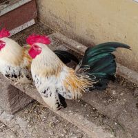 млади работещи петлета джинки , снимка 4 - Кокошки и пуйки - 45538480