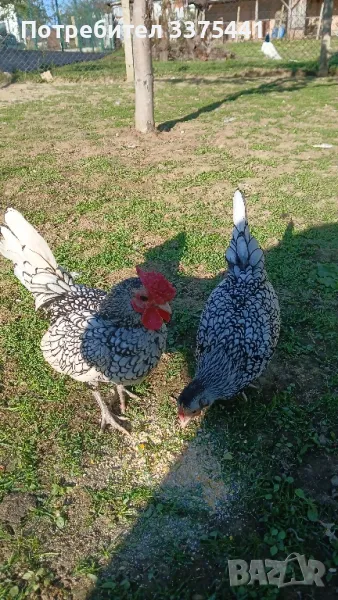 продавам свободни яйца от сребърен зибрайт изпращам по еконт , снимка 1