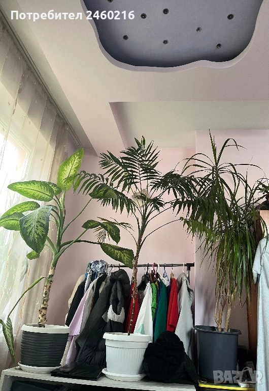 Голями стайни цветя. , снимка 1