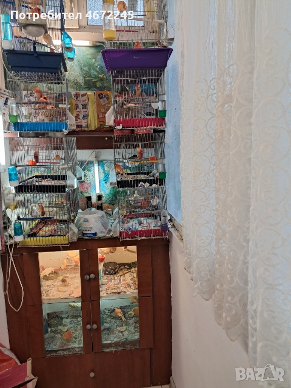 Канарчета, снимка 1