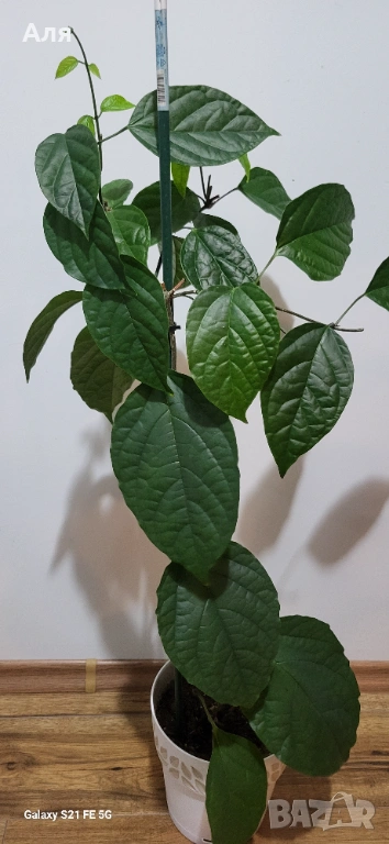 Клеродендром , снимка 1