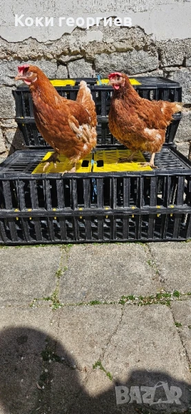 Продавам кокошки носачки ломан Браун за яйца , снимка 1